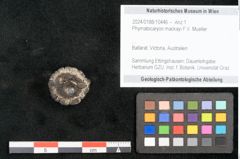 Foto (Objekt + Etikett) von Phymatocaryon mackayi F.V. Mueller (NHMW-GEO-2024-0188-10446)